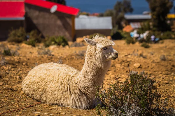 Sun Island - July 28, 2017: A Llama in Sun Island in lake Titica — Stock Photo, Image