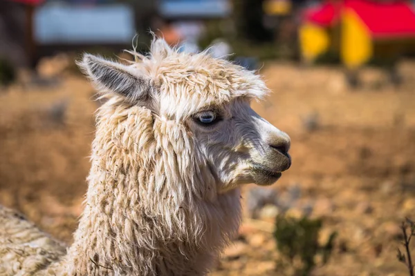 Sun Island - 28 Temmuz 2017: A Lama Sun Island lake Titica içinde