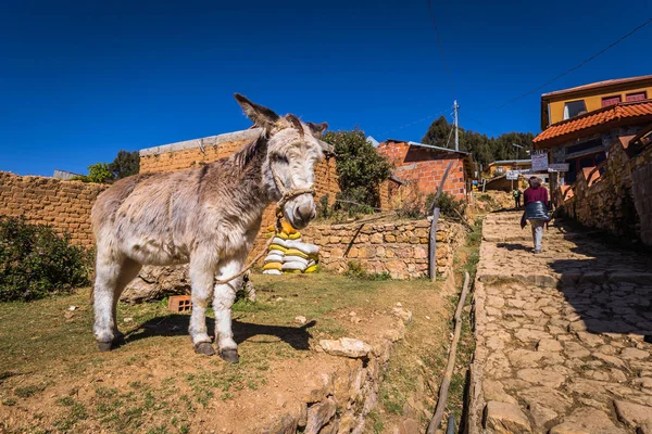 Sun Island - 28 de julio de 2017: Burro blanco en Sun Island en el lago T — Foto de Stock