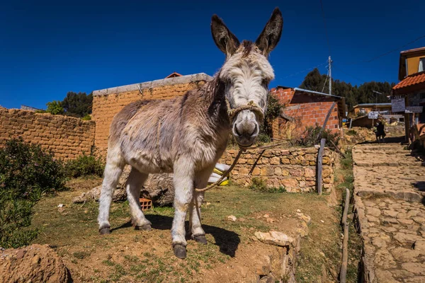 Sun Island - 28 de julio de 2017: Burro blanco en Sun Island en el lago T — Foto de Stock