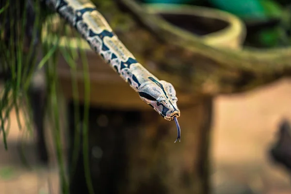 Foz do Iguazu - 23 czerwca 2017: Python węża w Bird park w mieście Foz — Zdjęcie stockowe