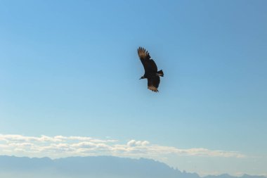 Rio de Janeiro - June 19, 2017: Birds flying over Rio de Janeiro