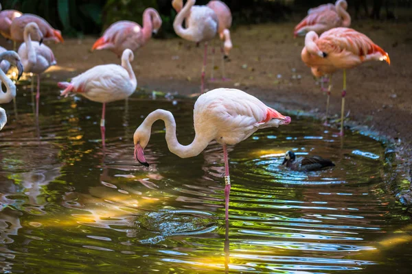 Foz do iguazu - 23. Juni 2017: Chilenische Flamingos im Vogelpark in — Stockfoto