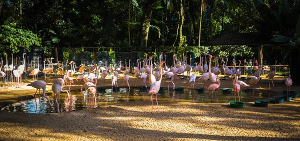 Foz Do Iguazu - 23 de junio de 2017: Parque Chileno de Flamencos en Aves — Foto de Stock