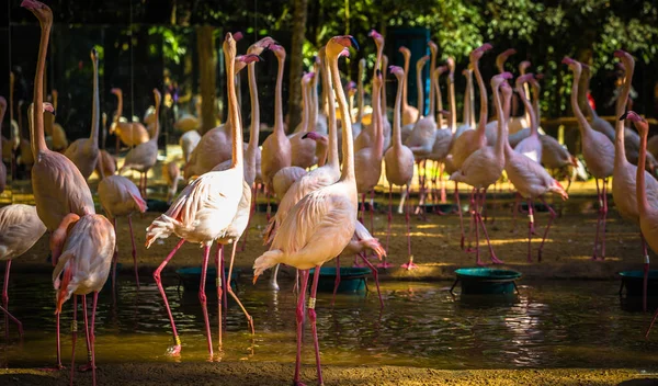 Foz Do Iguazu - 23 de junho de 2017: Flamingos chilenos no parque Bird em — Fotografia de Stock