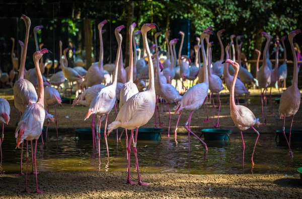 Foz Do Iguazu - 23 de junho de 2017: Flamingos chilenos no parque Bird em — Fotografia de Stock
