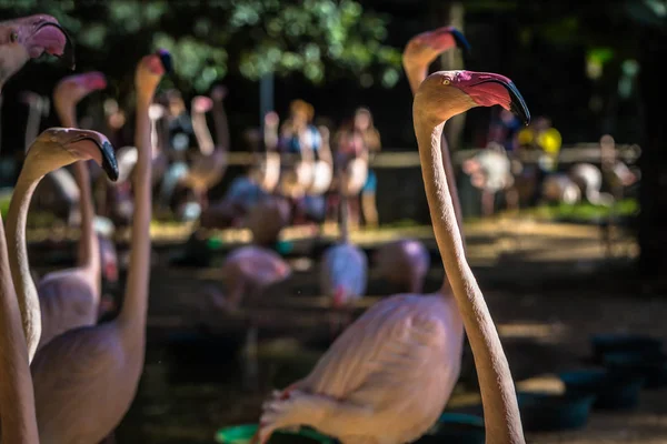 Foz Do Iguazu - 23 de junho de 2017: Flamingos chilenos no parque Bird em — Fotografia de Stock