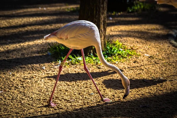 Foz Do Iguazu - 23 giugno 2017: Flamingo cileno nel parco degli uccelli a — Foto Stock