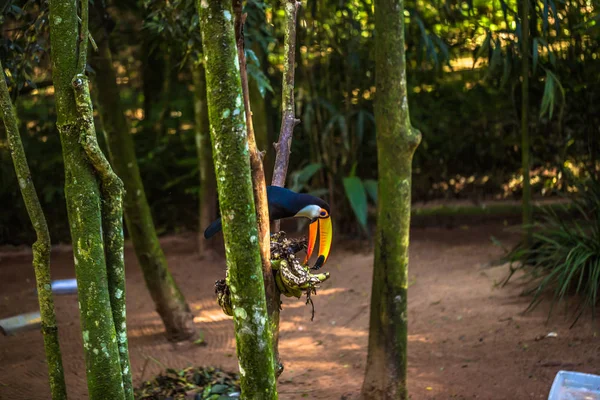 Foz Do Iguazu - 23 juni 2017: Toucan bird in vogelpark in Foz D — Stockfoto