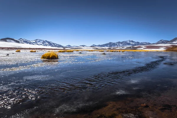 Atacamaöknen Chile - lagunen på den andinska högplatån, Chile — Stockfoto