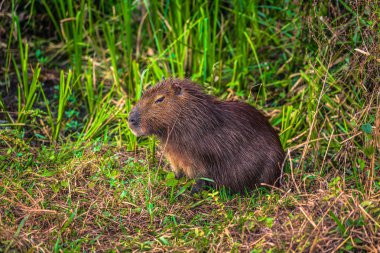 Colonia Carlos Pellegrini - 28 Haziran 2017: Capibara Provi de