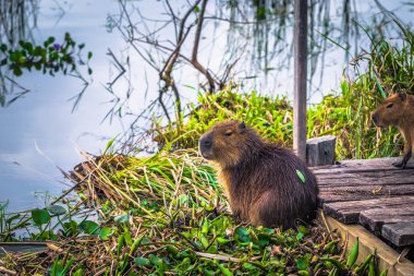 Colonia Carlos Pellegrini - 28 Haziran 2017: Capybarası il