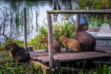 Colonia Carlos Pellegrini - 28 Haziran 2017: Capybarası il