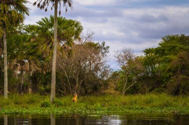 Colonia Carlos Pellegrini - 28 Haziran 2017: Vahşi bataklık geyiği P