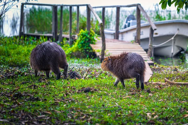 Colonia Carlos Pellegrini – 28. června 2017: Kapybary na Prov — Stock fotografie