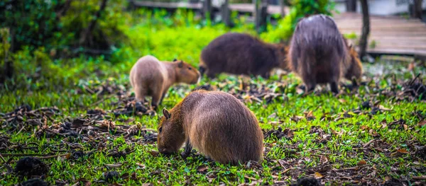 Colonia Carlos Pellegrini - 28 czerwca 2017 r.: Capybaras o prz — Zdjęcie stockowe