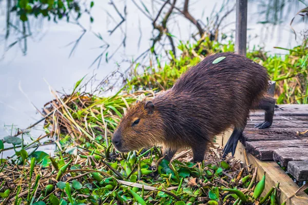 Colonia Carlos Pellegrini - 28 июня 2017: Capybaras at the Prov — стоковое фото