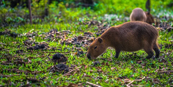 Colonia Carlos Pellegrini - 28 Haziran 2017: Capybarası il — Stok fotoğraf