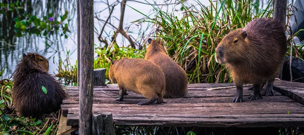 Colonia Carlos Pellegrini – 28. června 2017: Kapybary na Prov — Stock fotografie