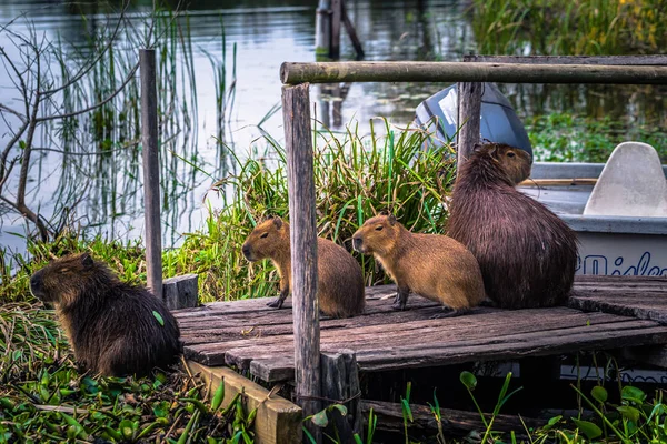 Colonia Carlos Pellegrini - 28 czerwca 2017 r.: Capybaras o prz — Zdjęcie stockowe