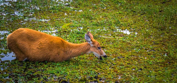 Colonia carlos pellegrini - 28. juni 2017: wild wild wild am prov — Stockfoto