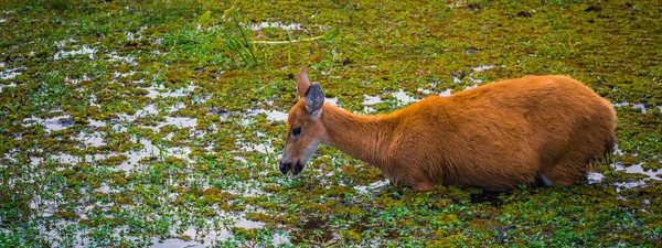 Colonia Carlos Pellegrini - June 28, 2017: Wild deer at the Prov — Stock Photo, Image