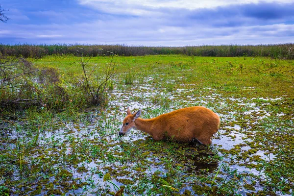 Colonia Carlos Pellegrini - June 28, 2017: Wild deer at the Prov — Stock Photo, Image