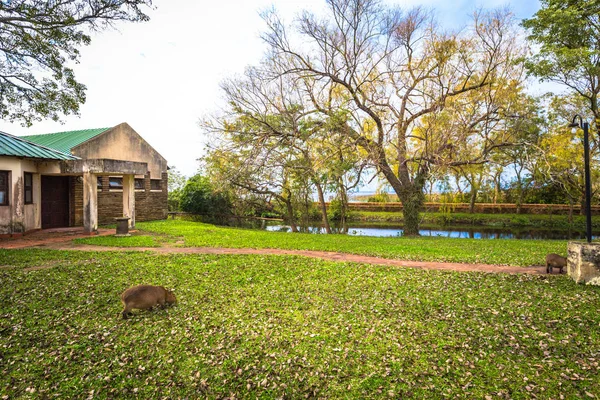 Colonia Carlos Pellegrini - 28 Haziran 2017: Capibara Provi de