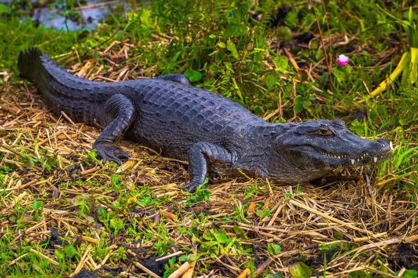 Colonia Carlos Pellegrini - 28 juni, 2017: De donkere alligator op de — Stockfoto