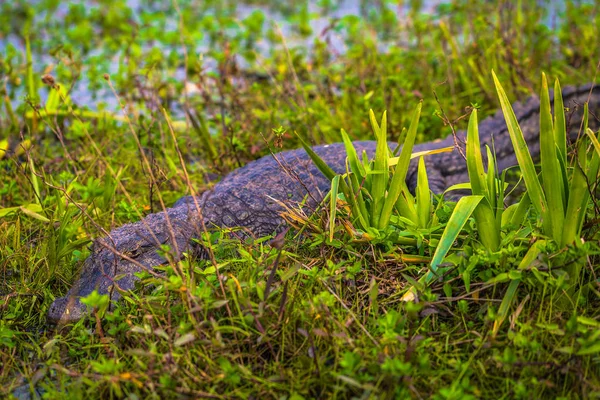 Colonia Carlos Pellegrini - June 28, 2017: Dark alligator at the — Stock Photo, Image