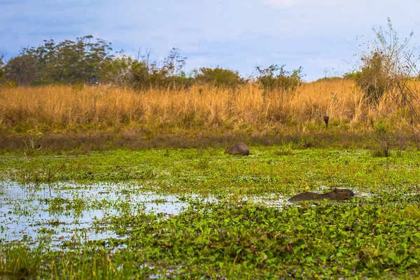 Colonia Carlos Pellegrini - 28 de junio de 2017: Capibaras en el Prov — Foto de Stock