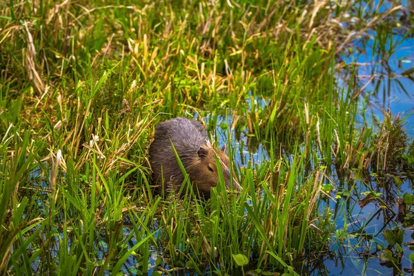 Colonia carlos pellegrini - 28. Juni 2017: capybara an der provi — Stockfoto