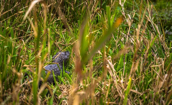 Colonia Carlos Pellegrini - 28 juni, 2017: De donkere alligator op de — Stockfoto