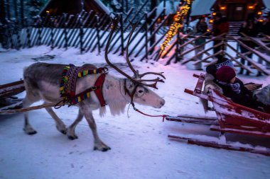 Rovaniemi - 16 Aralık 2017: turist reindeers Noel Baba Köyü Rovaniemi, Finlandiya'nın at binme