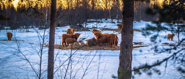 スウェーデンのダーラナの田舎にダーラナ 2018 スカンジナビア ブルズ — ストック写真