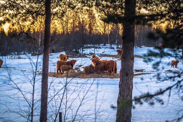 スウェーデンのダーラナの田舎にダーラナ 2018 スカンジナビア ブルズ — ストック写真