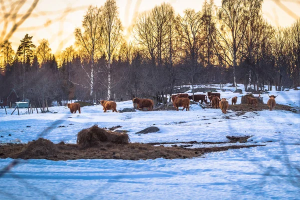Dalarna March 2018 Scandinavian Bulls Countryside Dalarna Sweden — Stock Photo, Image