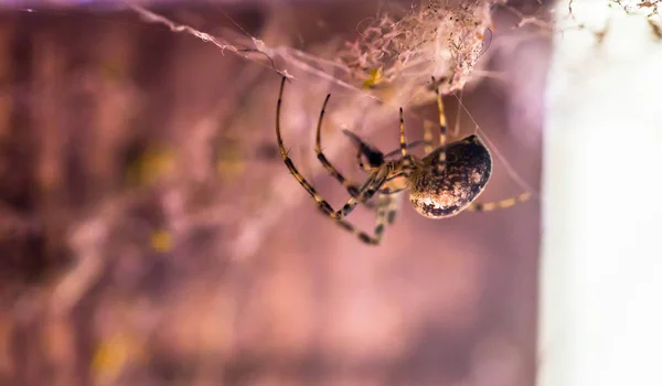 Visby Setembro 2018 Uma Aranha Nas Paredes Visby Gotland Suécia — Fotografia de Stock