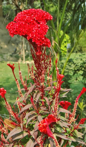 花园里美丽的花朵 — 图库照片