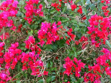 Bahçedeki güzel çiçekler