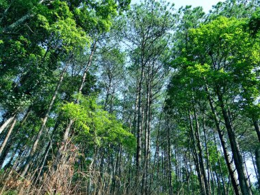 Ağaç ve bitkiler, doğa koruyucusu