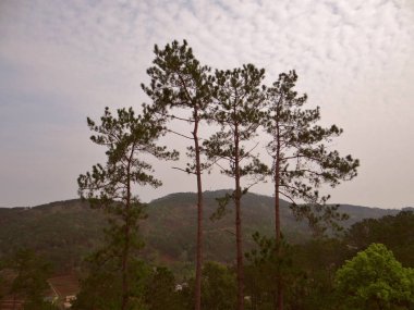 Ağaç ve bitkiler, doğa koruyucusu