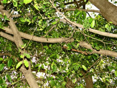 Ağaç ve bitkiler, doğa koruyucusu