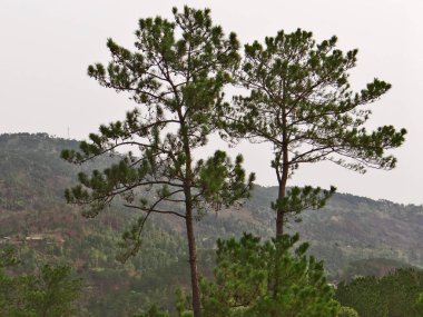 Ağaç ve bitkiler, doğa koruyucusu