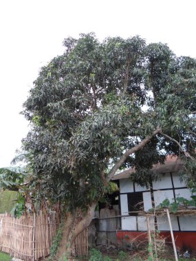 Ağaç ve bitkiler, doğa koruyucusu