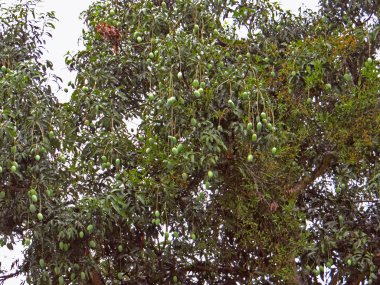 Ağaç ve bitkiler, doğa koruyucusu