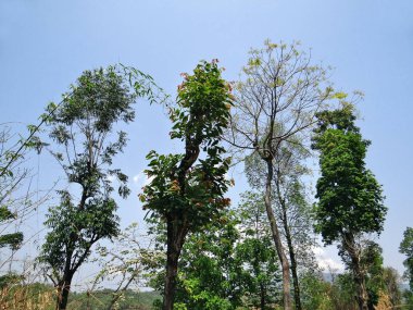 Ağaç ve bitkiler, doğa koruyucusu