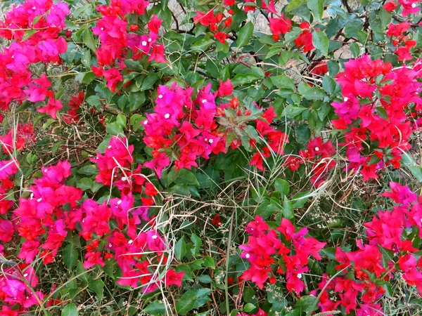 Bahçedeki güzel çiçekler