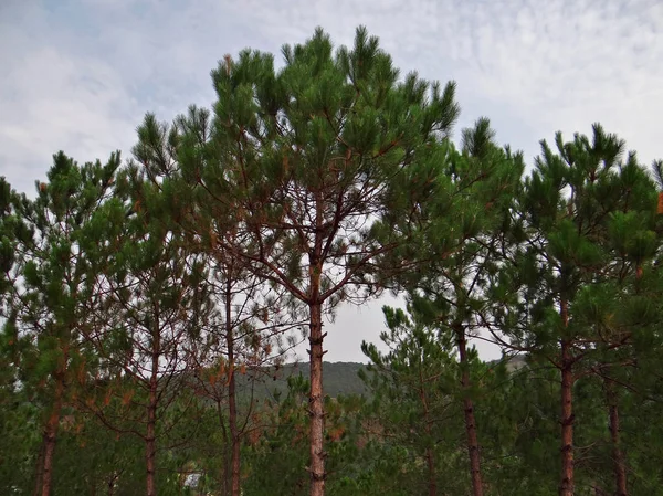 Pohon dan tanaman, pelindung alam — Stok Foto