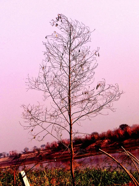 Ağaç ve bitkiler, doğa koruyucusu — Stok fotoğraf